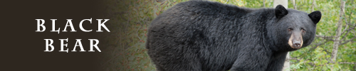 bear